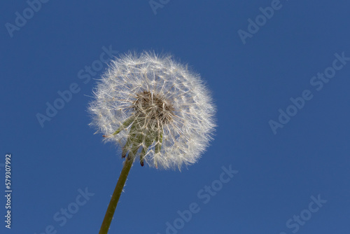 Fototapeta Naklejka Na Ścianę i Meble -  white dandelion flower against blue sky