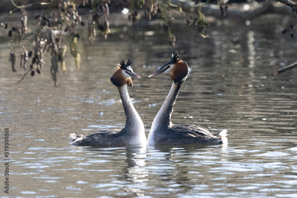 Fototapeta premium Haubentaucher&nbsp;(Podiceps cristatus)