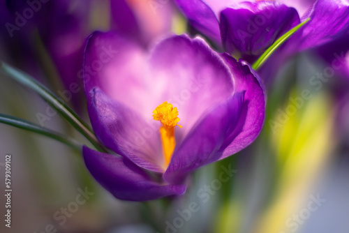  Purple crocus flower closeup