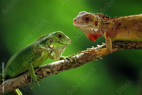 iguana, two iguanas on a log