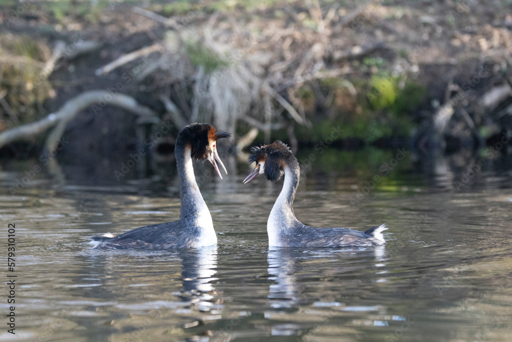 Haubentaucher (Podiceps cristatus) Haubentaucher (Podiceps cristatus)