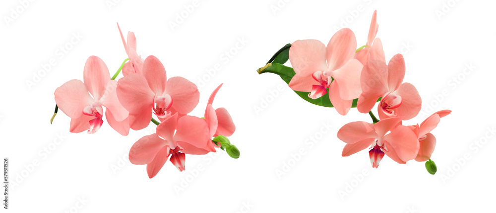 Orchid sprigs with  flowers of the color coral and buds isolated on a transparent background.