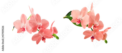 Orchid sprigs with  flowers of the color coral and buds isolated on a transparent background.