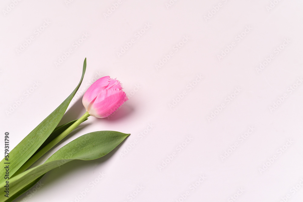 Pink tulip flower with green leaves laying on white background