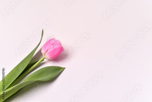 Pink tulip flower with green leaves laying on white background
