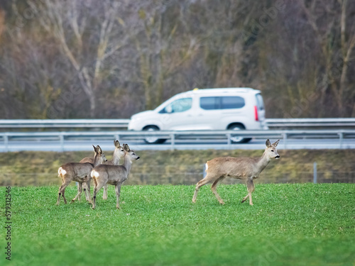 Roe deer and the danger of traffic