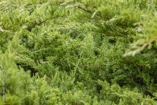 A green enviorment filled with pine trees