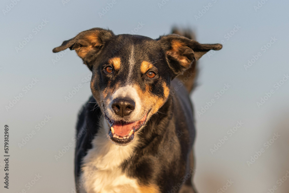 Appenzeller Sennenhund dog outdoor portrait with big smile