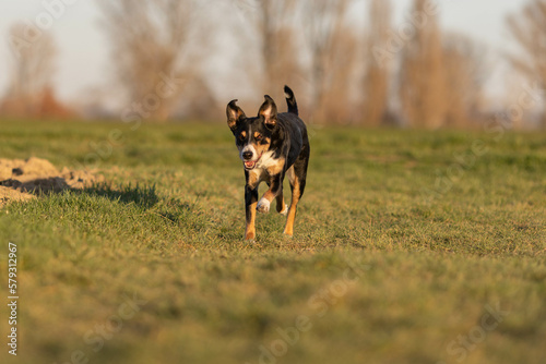 Cute appenzeller sennenhund dog running at the meadow on early spring