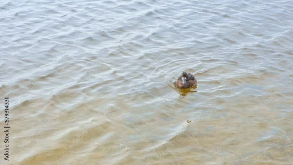 A duck swims in the lake. The duck dives into the water looking for food. Duck cleans feathers after water. A duck swims in the lake. The duck dives into the water looking for food. Duck cleans feathers after water.