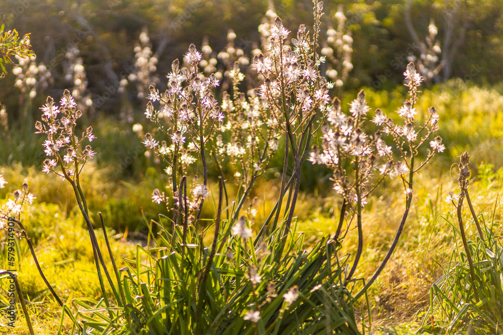 Obraz premium Winter flowers on Malta island, Europe