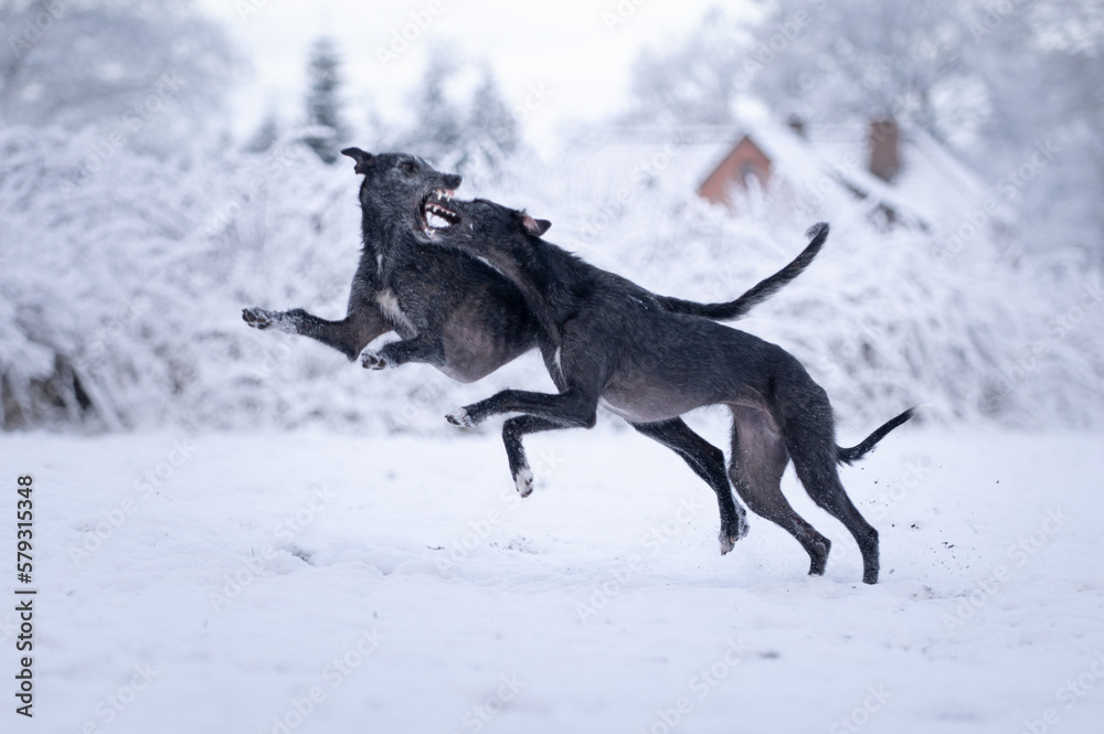 Zwei Windhunde spielen im Schnee Zwei Windhunde spielen im Schnee