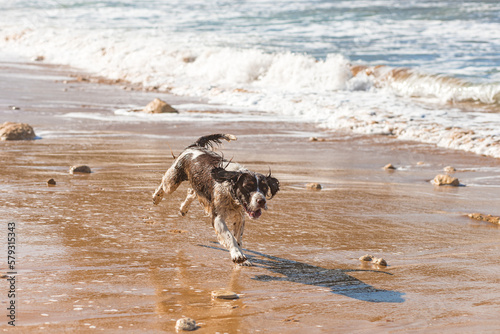 The happy dog on the Riviera Beach, Malta 