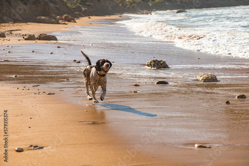 The happy dog on the Riviera Beach, Malta 