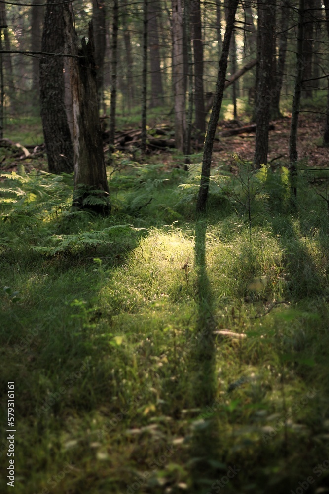 Obraz premium path in the forest