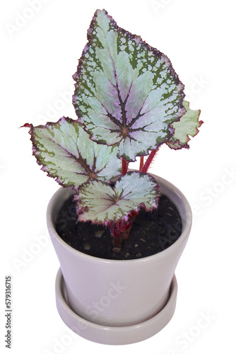 Potted Begonia plant with the colorful leaves isolated