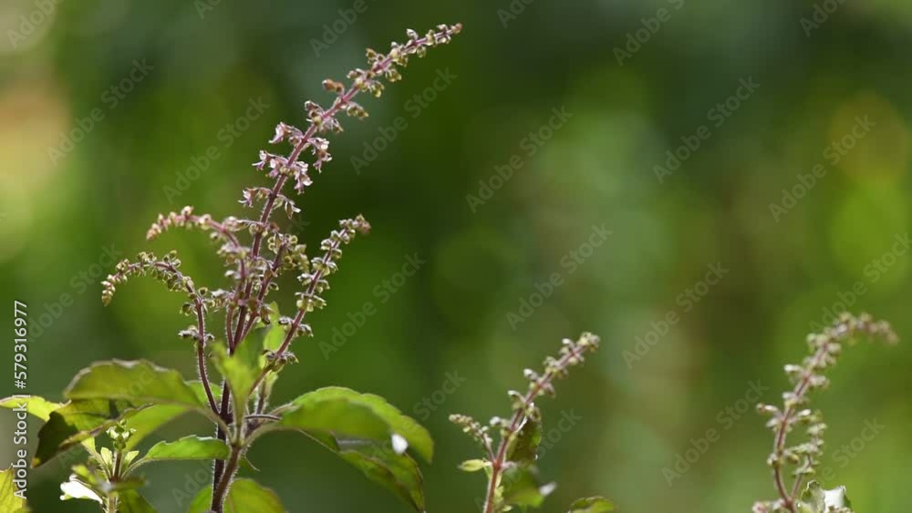 Holy basil, sacred basil or ocimum tenuiflorum branch green leaves on nature background. Holy basil, sacred basil or ocimum tenuiflorum branch green leaves on nature background.