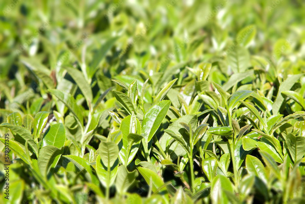 Soft tea leaves in the morning light. Blurred background, selective focus Soft tea leaves in the morning light. Blurred background, selective focus