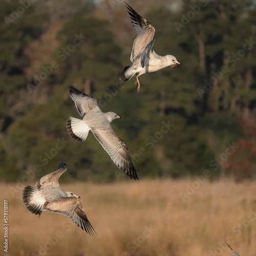 Seagulls in Fight Flight Over Fresh Catch at Donnelley WMA Green Pond SC 