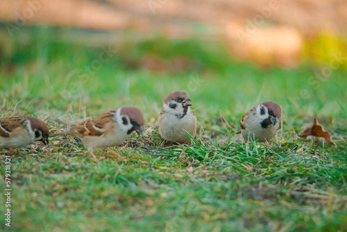 Wróble w swoim naturalnym środowisku w słoneczny dzień. Ptaki siedzą na trawiastym podłożu, na którym znajduje się pokarm dla ptaków wykładany przez człowieka. Posiada brązowo szare upierzenie.