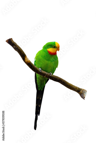 Superb parrot polytelis swainsonii beautiful bird on wooden branch, bright green colors feathers photo