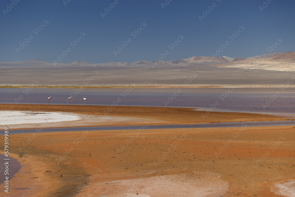 The Carachi Pampa lagoon, biosphere reserve, Argentina