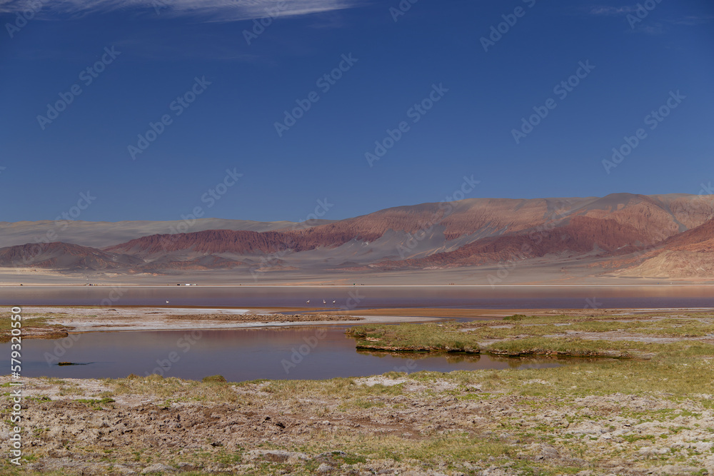 The Carachi Pampa lagoon, biosphere reserve, Argentina