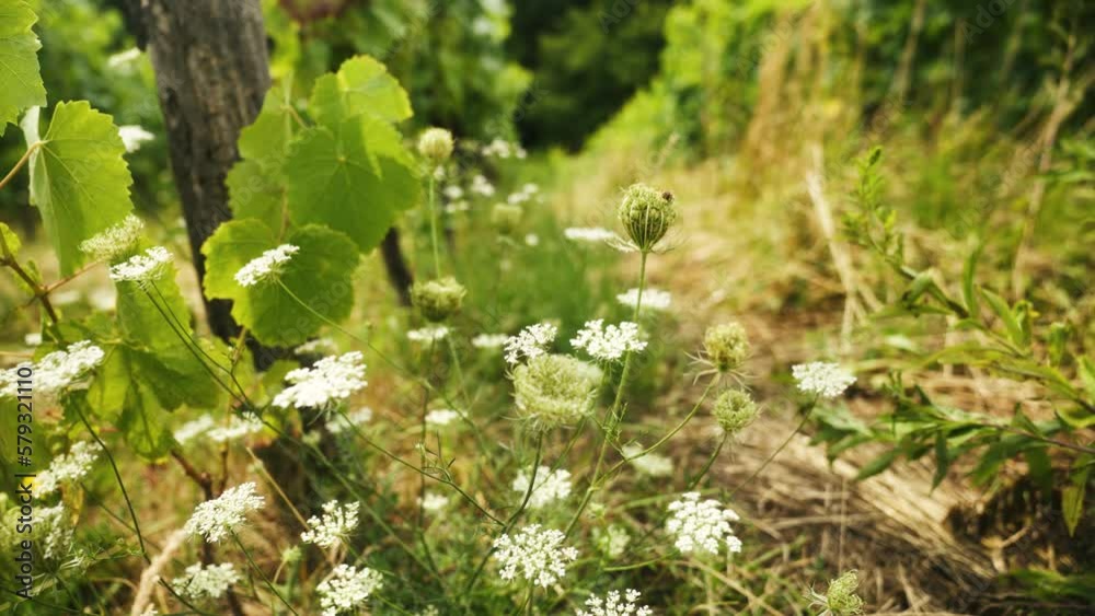 flowers in a vineyard in Austria