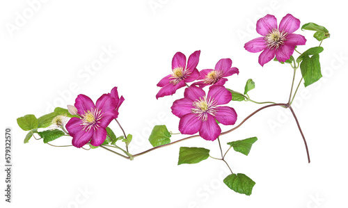 Pink clematis blossoms, transparent background photo