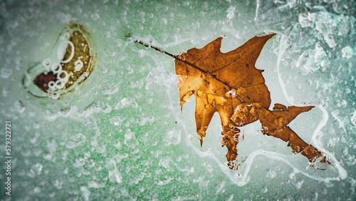 Leaves under transparent ice © Alexander Volokha