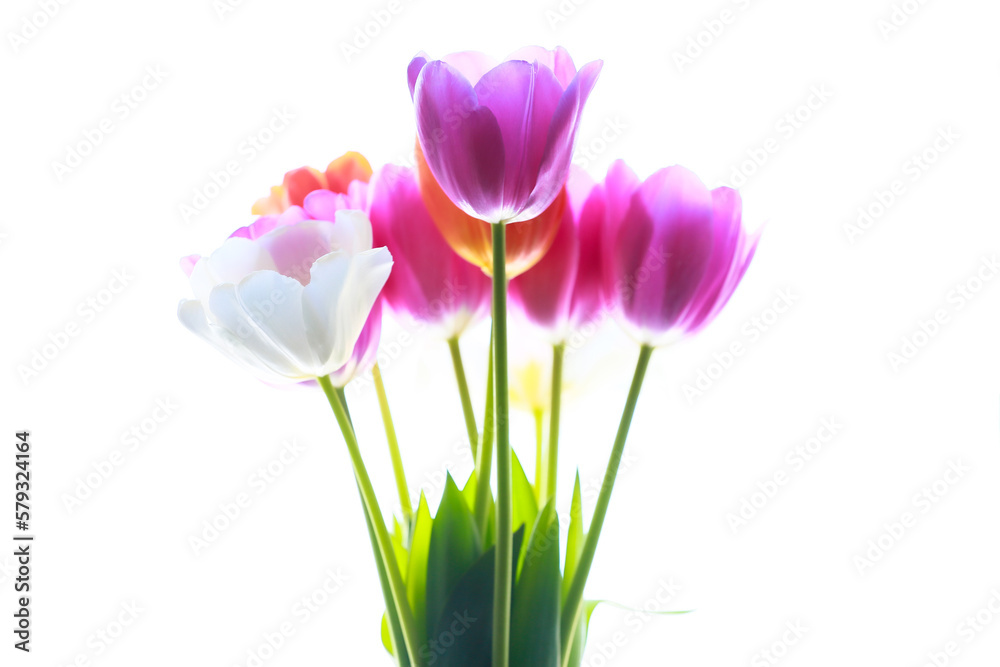 pink and white tulips isolated on white