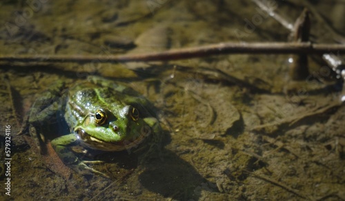 A frog sits in the mud under water