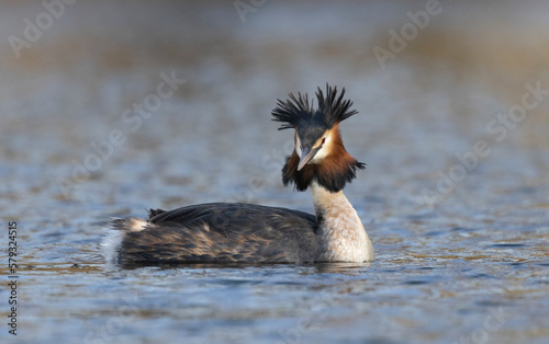 Haubentaucher (Podiceps cristatus)