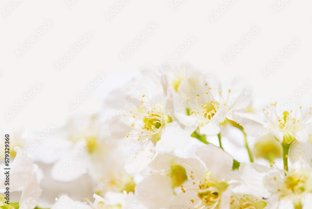 Obraz premium Happy mother's day, women's day or birthday pastel colors background. Floral flat lay minimalism greeting card. Mockup. Beautiful natural flowers on a plain background.