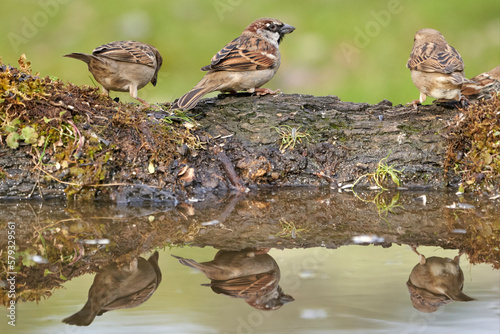 Beautiful portrait of three sparrows and their reflection in a puddle of water while looking for nuts to eat near Cordoba, Andalusia, Spain