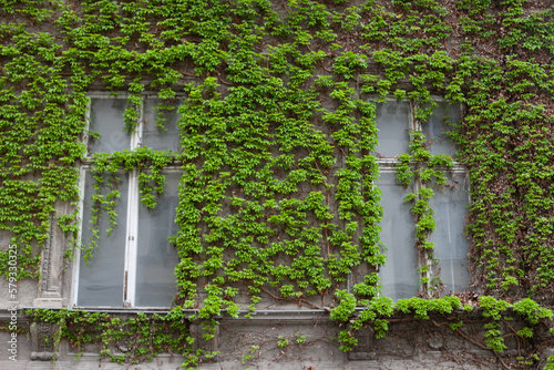 Green ivy plant on a old brick wall building with windows background and texture