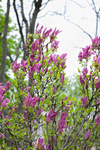 Purple magnolia in bloom in spring