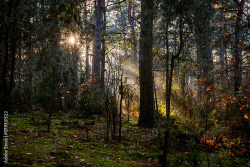 Sunset in Kampinos National Park  Poland. A fairytale forest landscape with sunbeams emerging from the mist.
