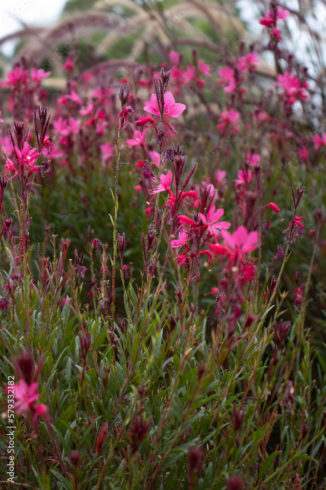 Fototapeta premium pink flower