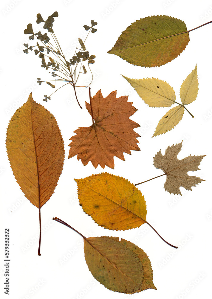 Set of dry autumn leaves of different colors and types. Grape leaves and cherry. Set of dry autumn leaves of different colors and types. Grape leaves and cherry.