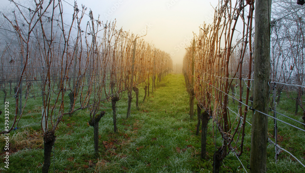 Obraz premium Weinberge Reben Winter