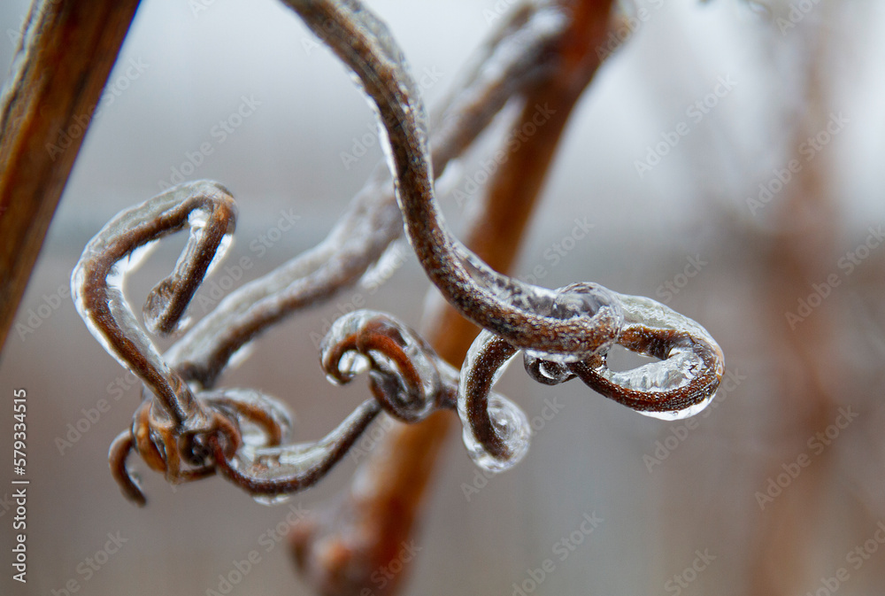 Obraz premium Weinreben Winter