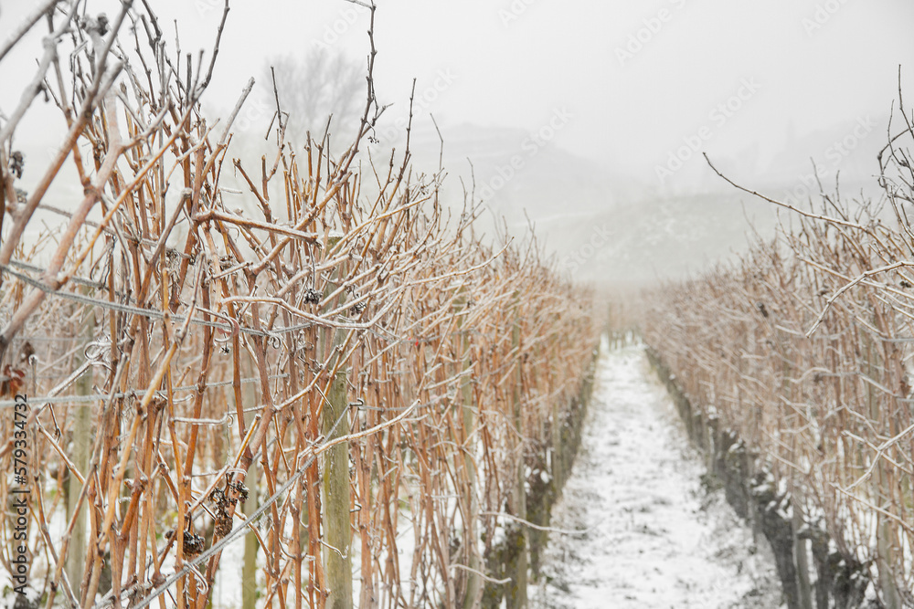 Fototapeta premium Weinreben Winter