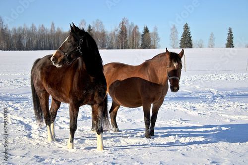 two horses in winter © Kristine