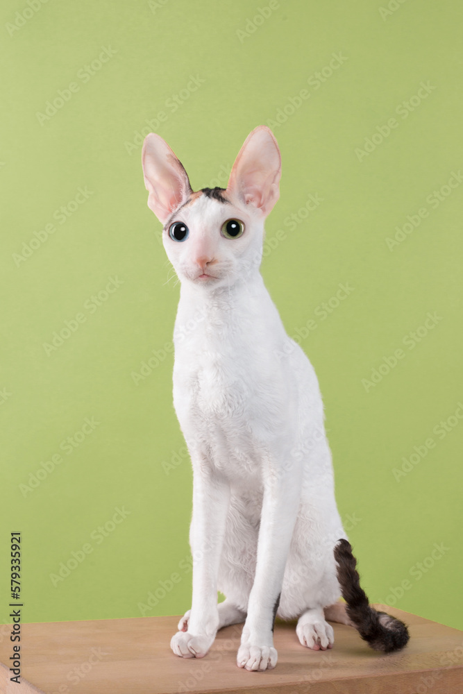 young cornish rex cat portrait on green background in studio