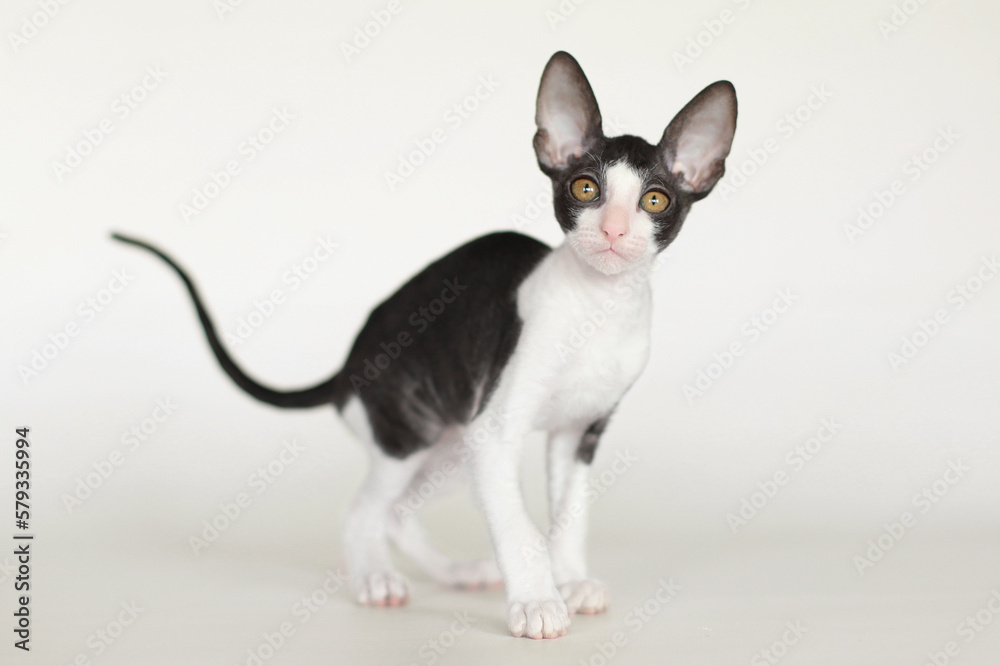 young cornish rex kitten portrait on white and grey background young cornish rex kitten portrait on white and grey background