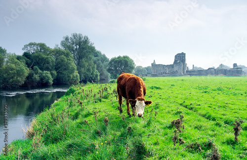 Cow grazing on banks of the River Suir, County Tipperary, Ireland, in front of ruins of mediaeval Athassel Augustinian Priory