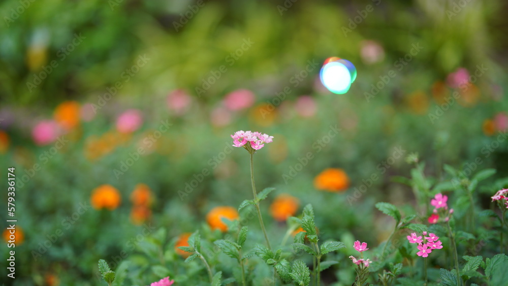 The beautiful flowers blooming in the garden in summer The beautiful flowers blooming in the garden in summer