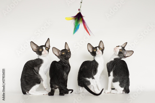 Fotografie young cornish rex kittens portrait on white and grey background