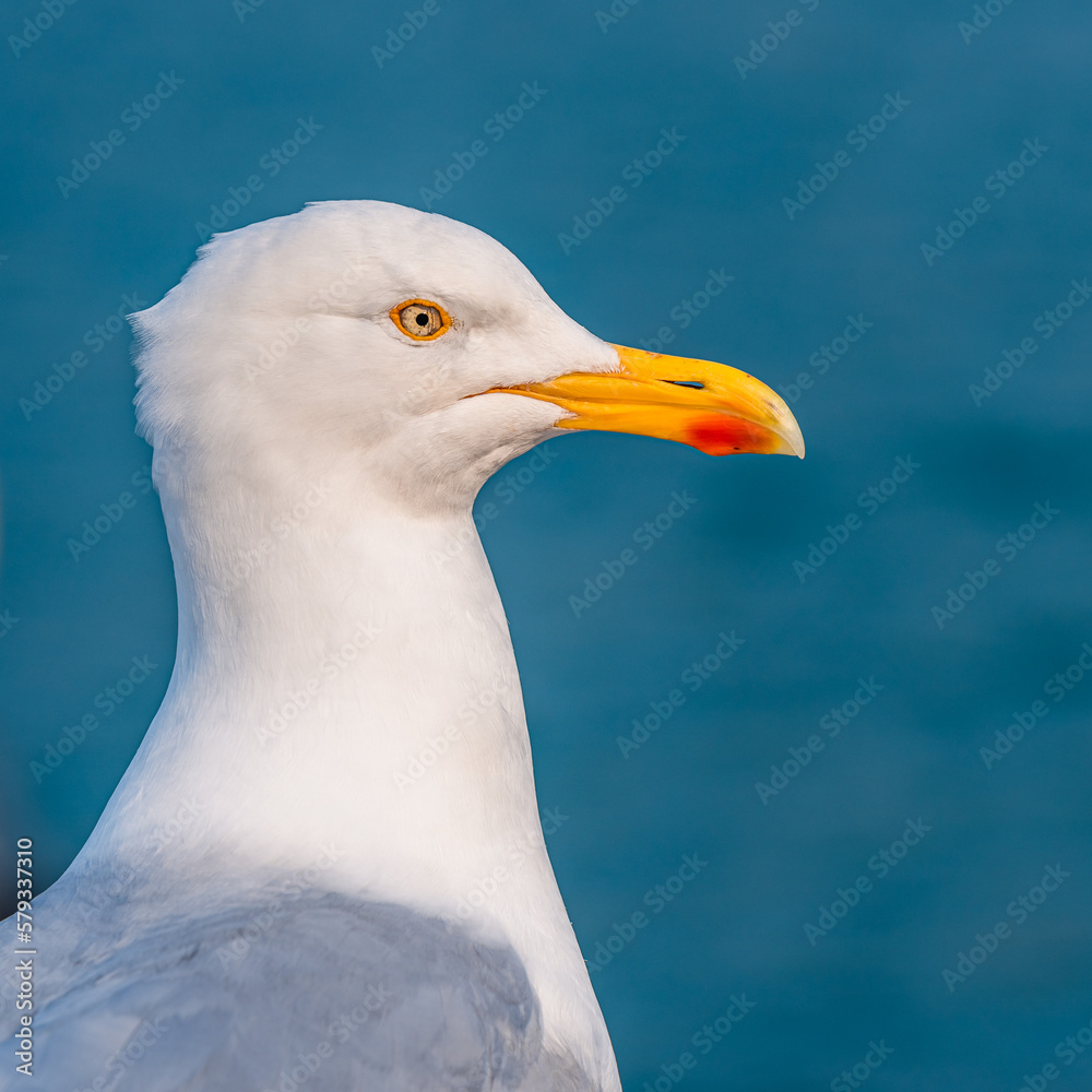 European Herring Gull, Larus argentatus European Herring Gull, Larus argentatus